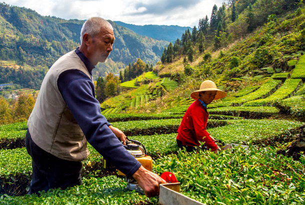 ƬҶӸһ ʡɣֲ֪߳ʶȨƶ·