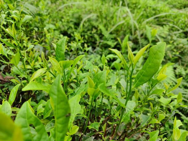 黄金56号 黄金56号