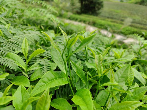 3044永利集团10号(80-80-18) 3044永利集团10号(80-80-18)