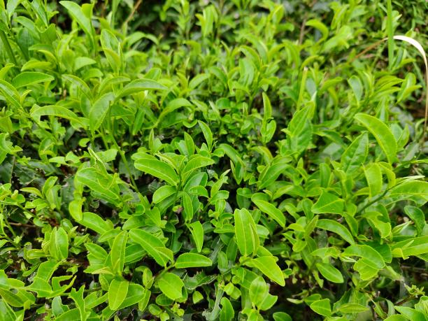 大瑶茶1.png 大瑶茶1.png