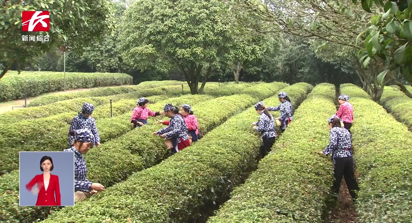 20多万亩春茶抢“鲜”开采 茶旅融合促振兴 20多万亩春茶抢“鲜”开采 茶旅融合促振兴